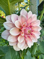 Florelie Antique