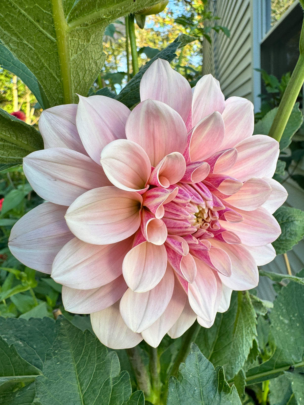 Florelie Antique