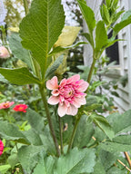 Florelie Antique