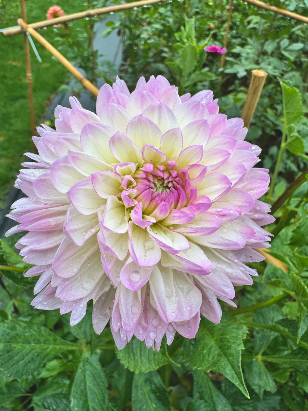 Sandia Melody