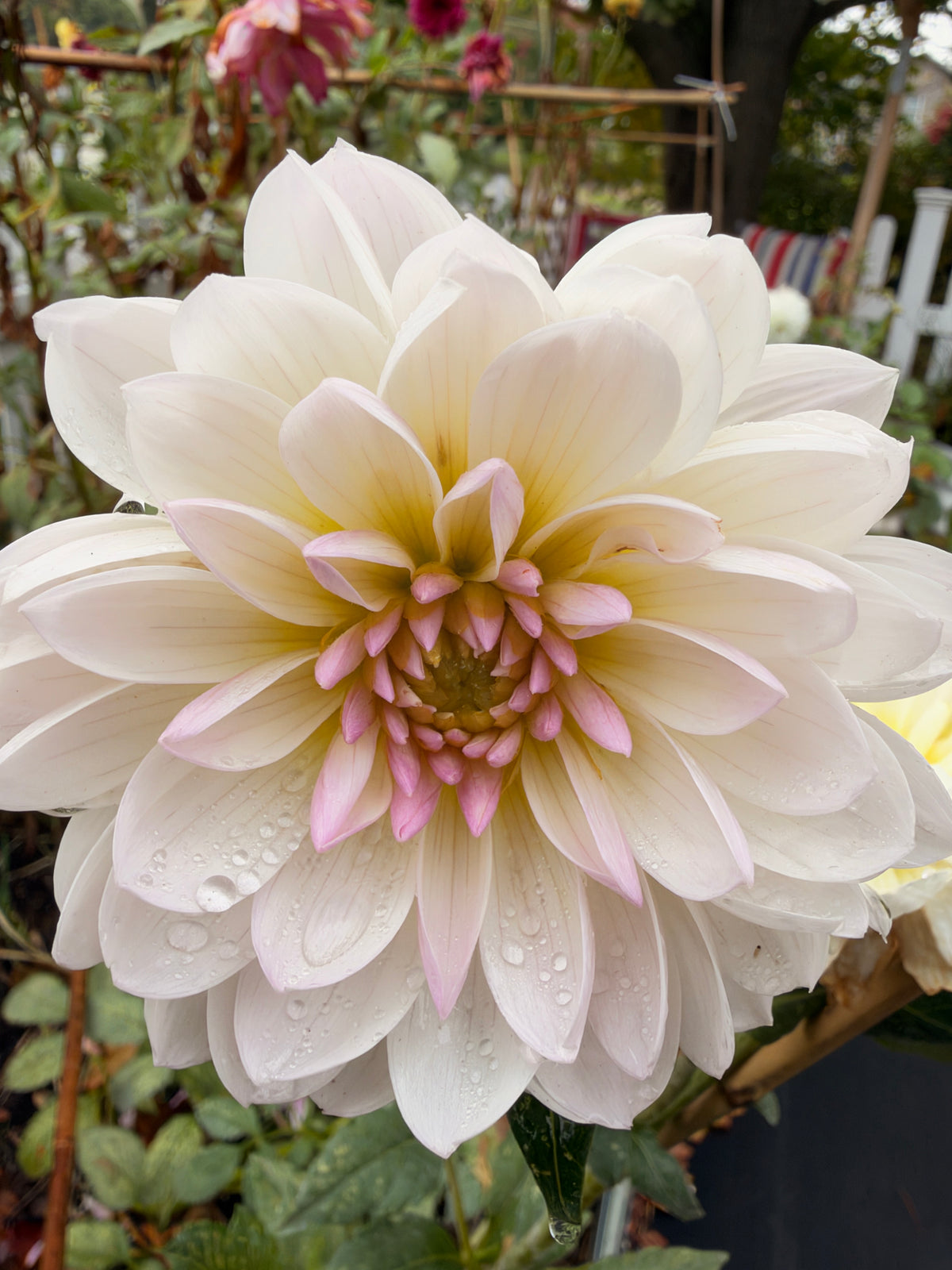 Hollyhill Lilibet