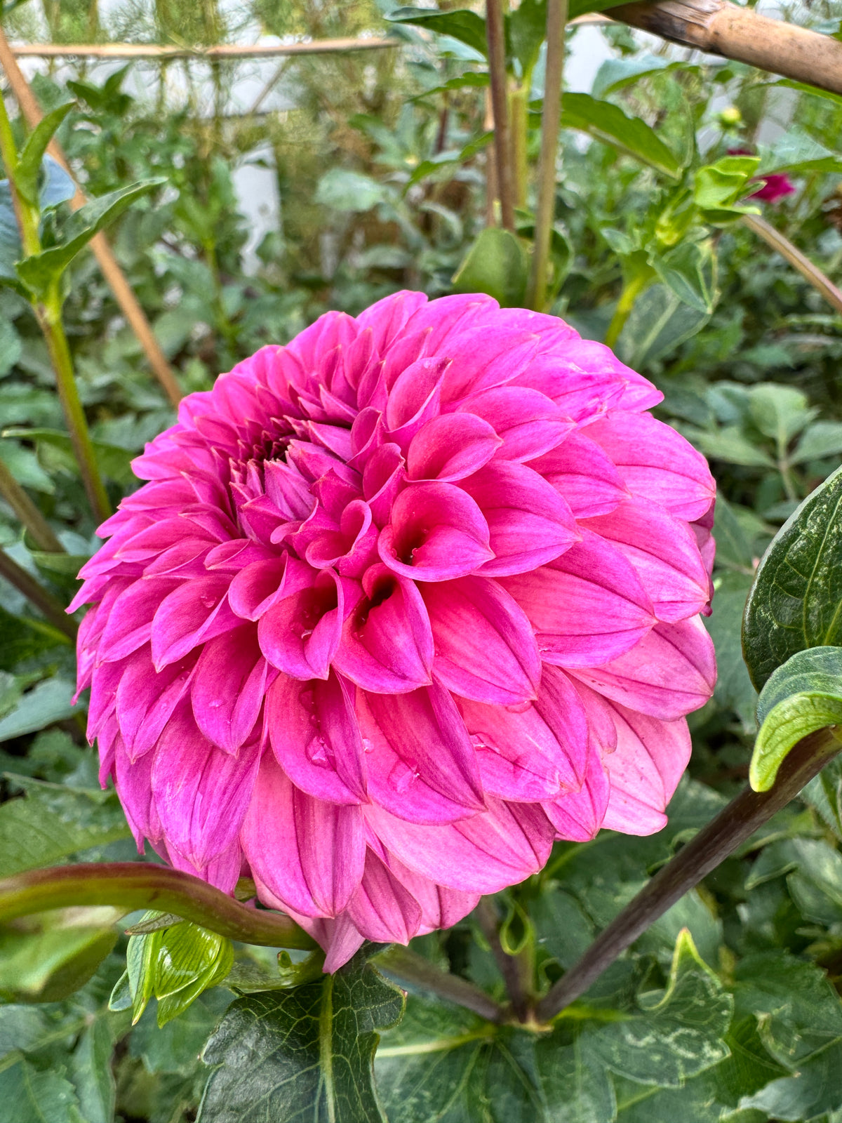 KA’s® Keltie Rose