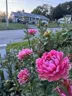 Hollyhill Daydream
