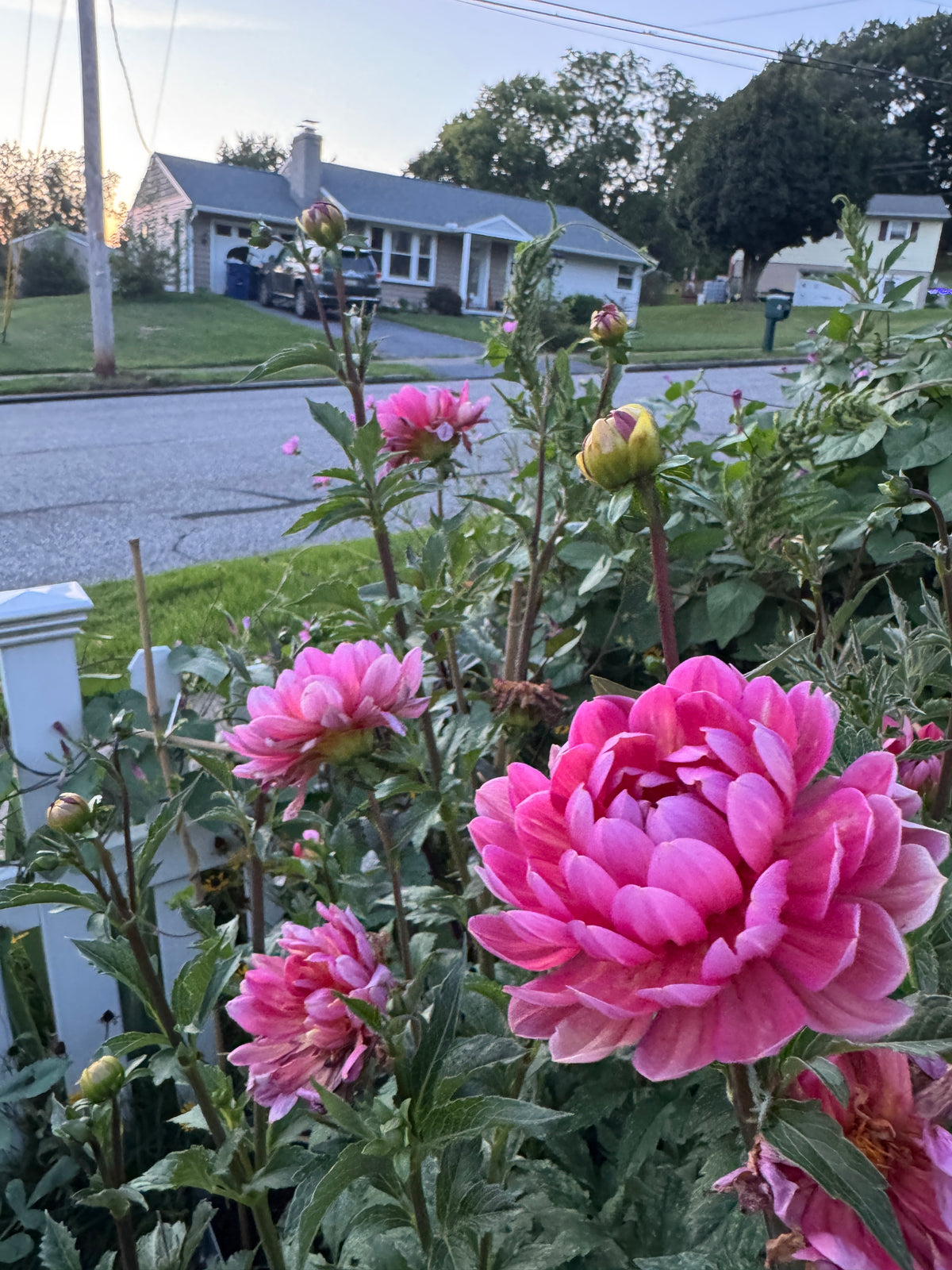 Hollyhill Daydream