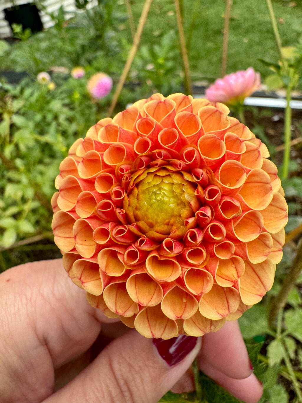 Amber Queen
