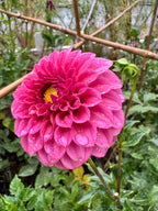 KA’s® Keltie Rose