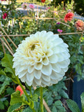 Ferncliff Pearl