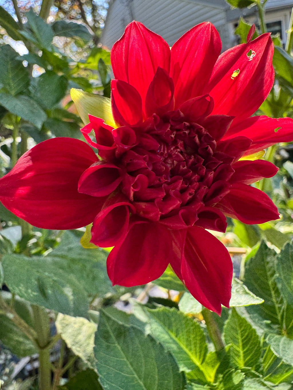 Babylon Red