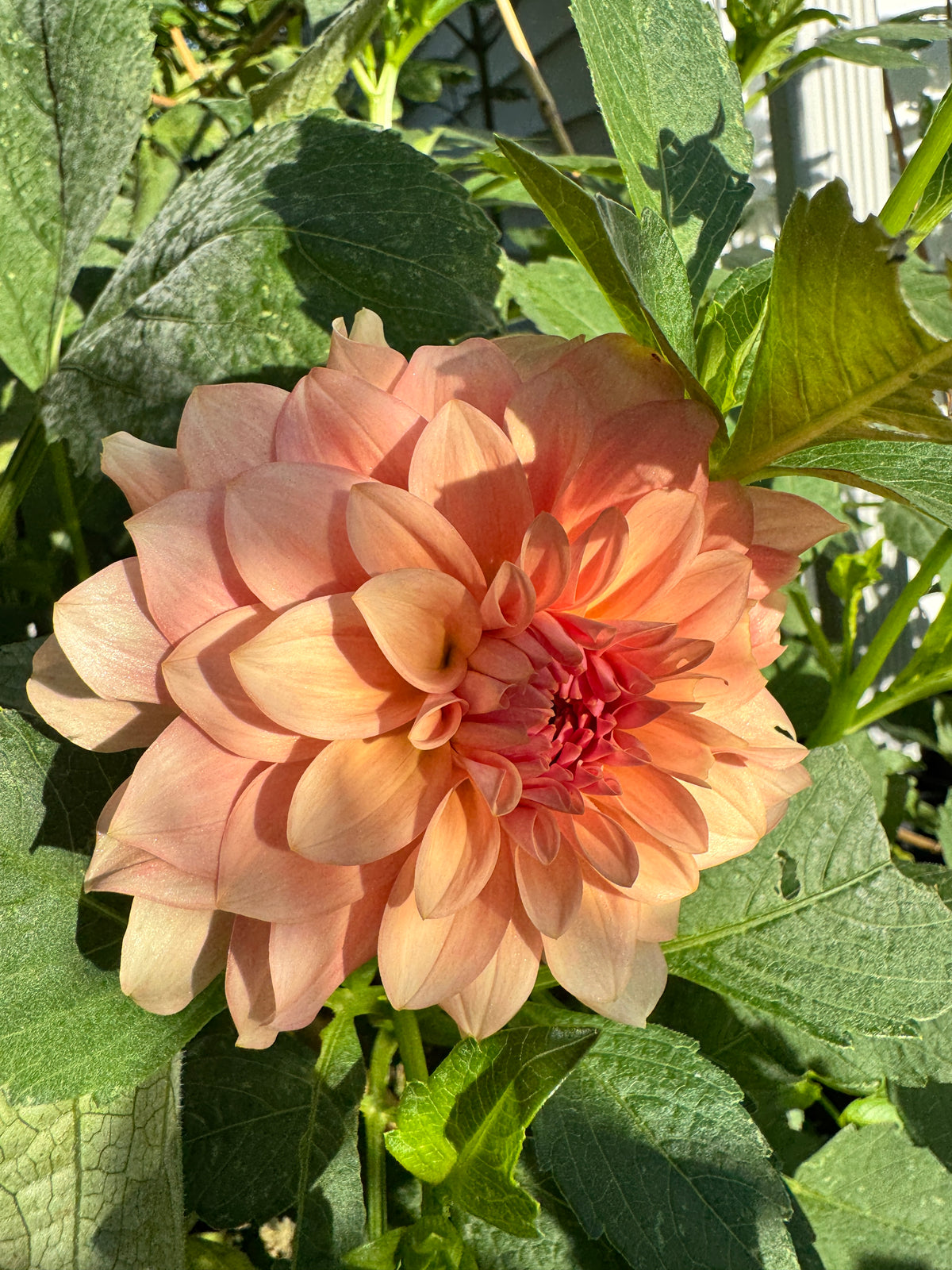 RM Peachy Pink