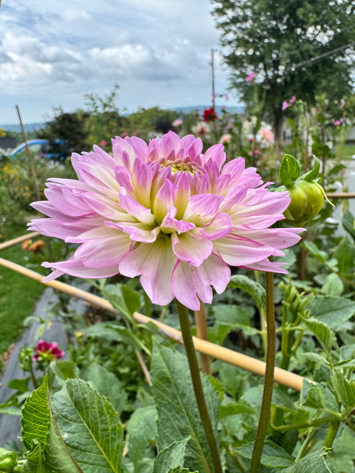 Sandia Melody