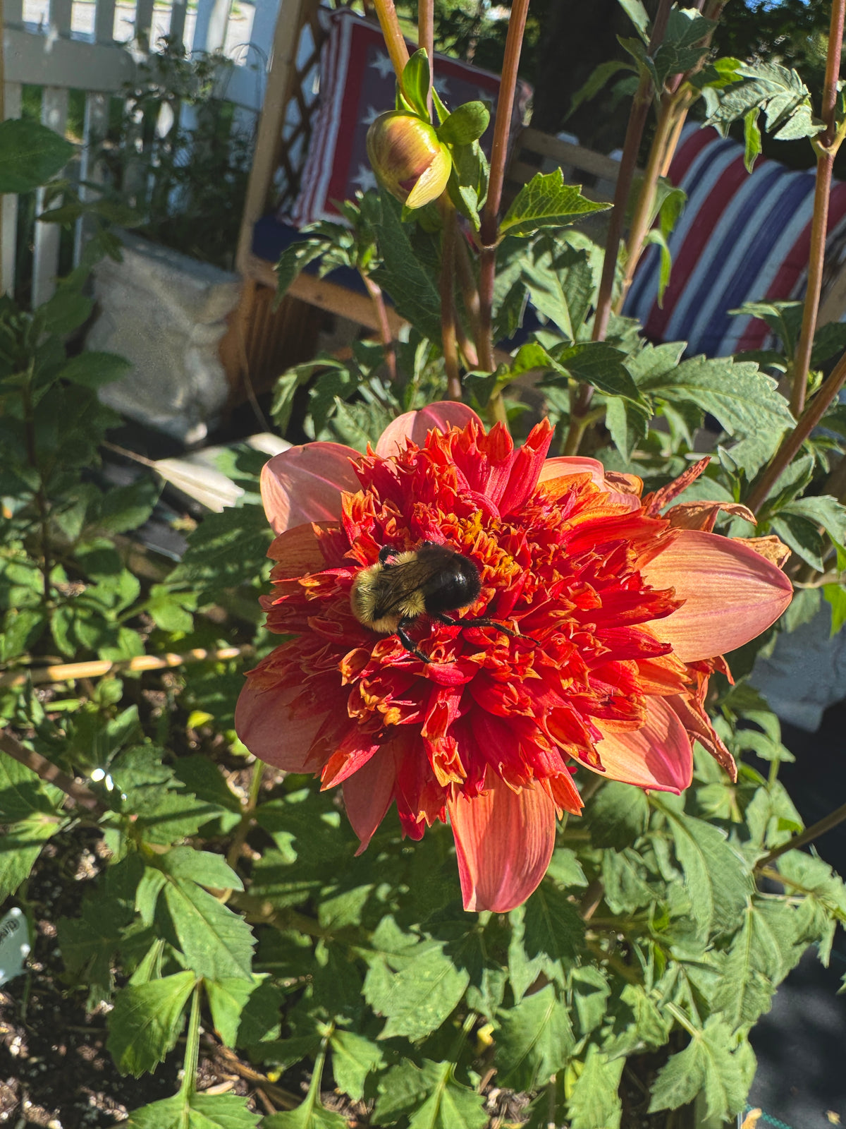 Totally Tangerine
