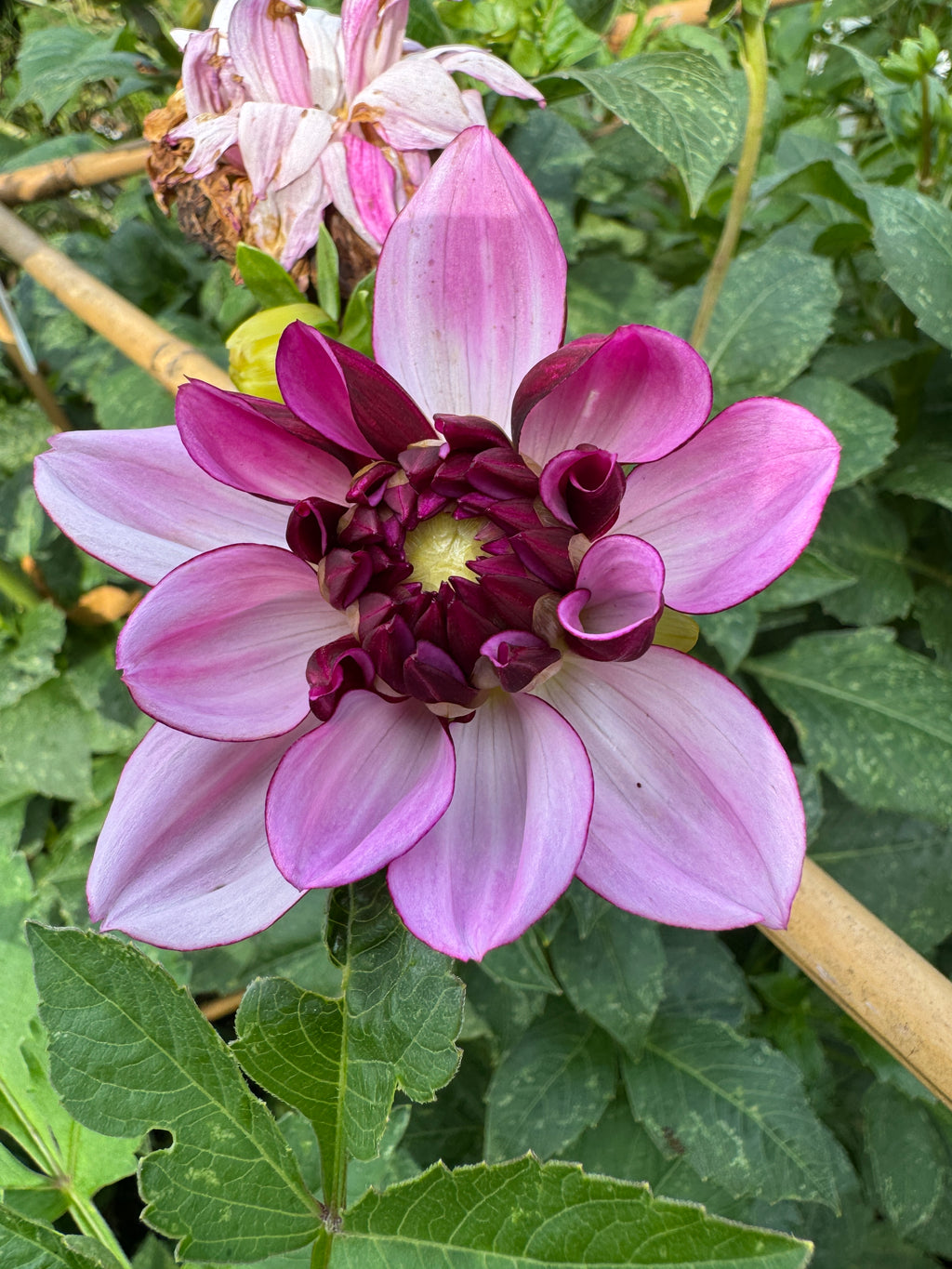 Creme de Cassis