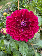 Sandia Bertha