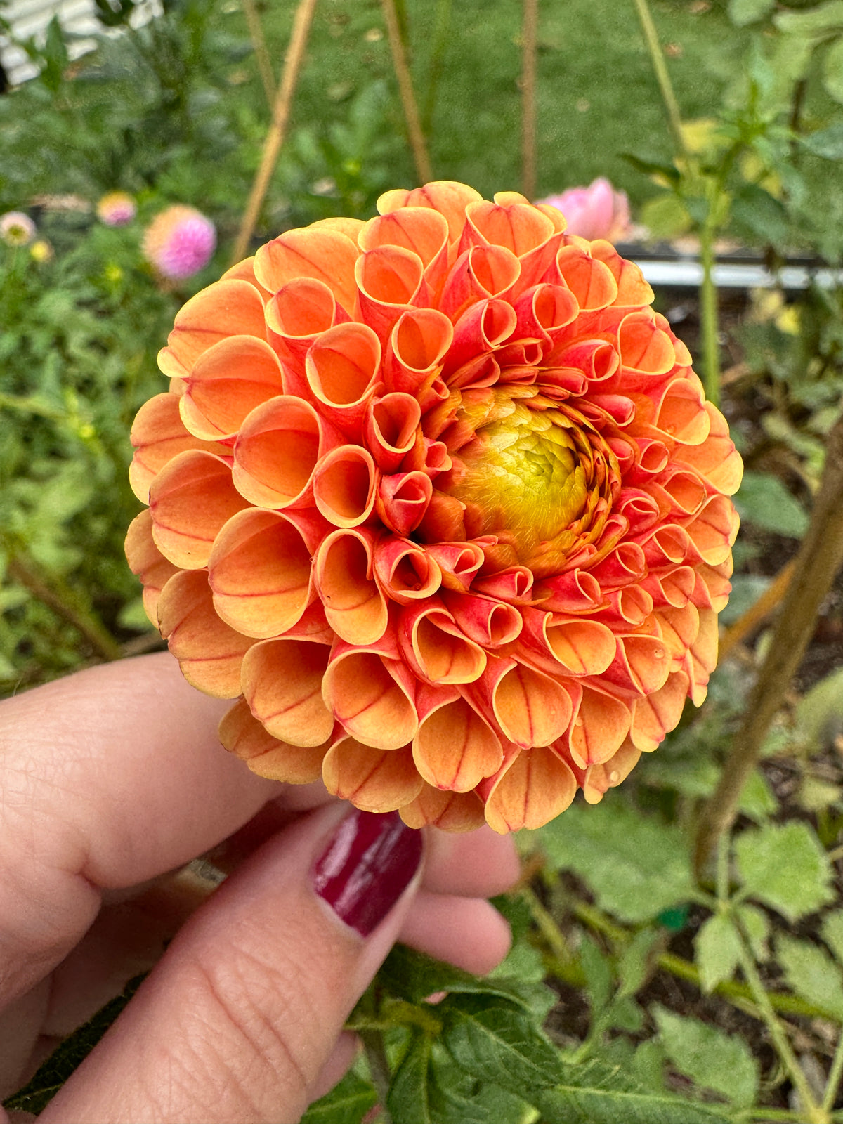 Amber Queen