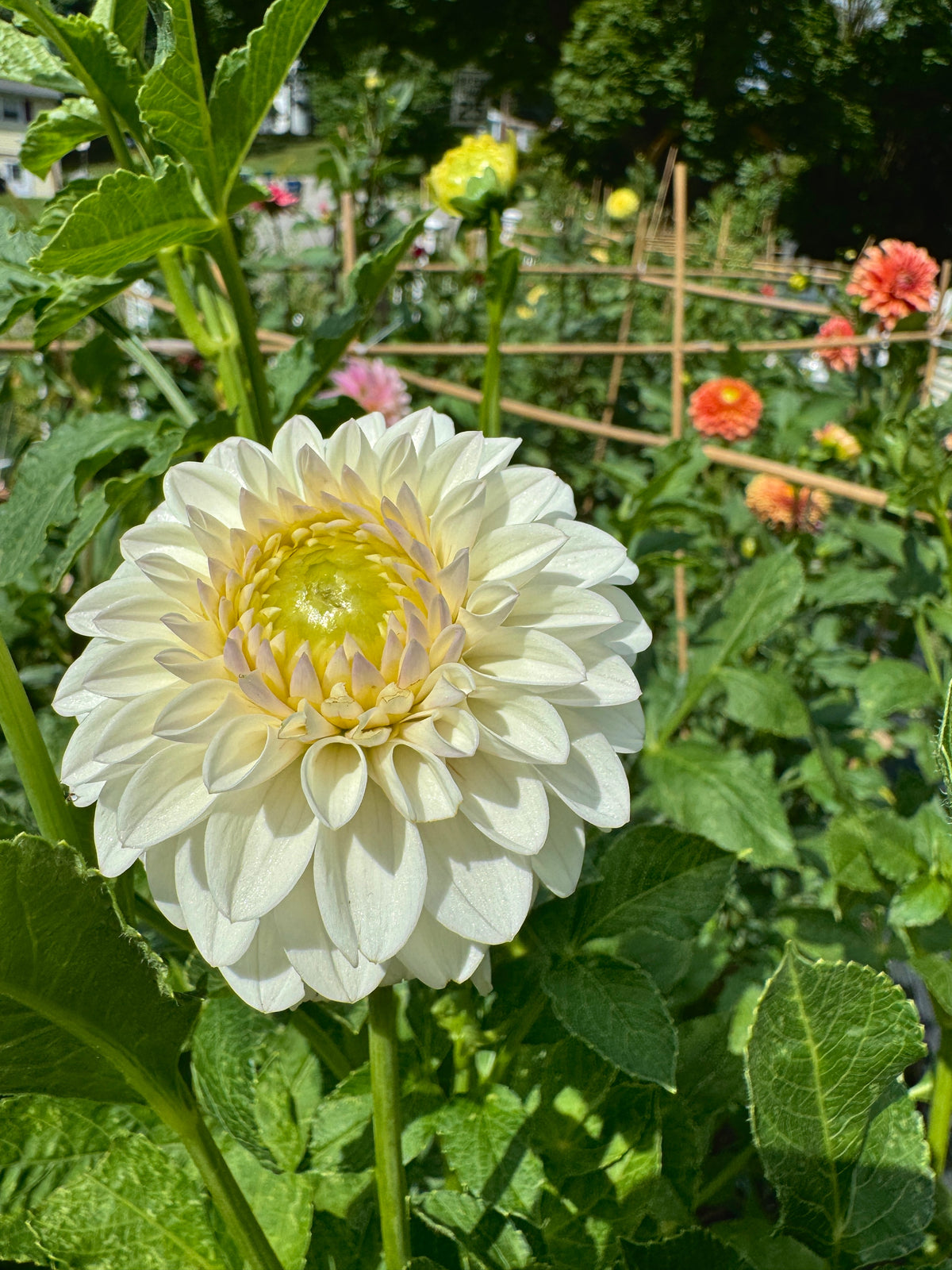 Ferncliff Pearl