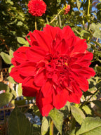 Babylon Red