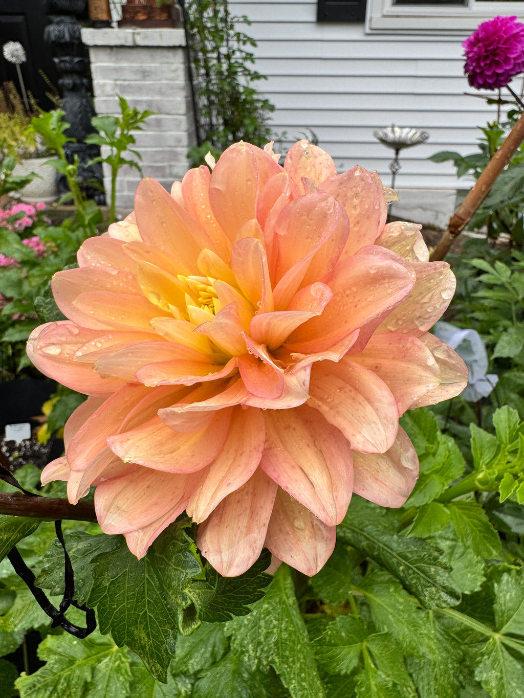 Peaches And Dreams