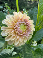 KA’s® Cinder Rose