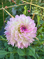 Sandia Melody