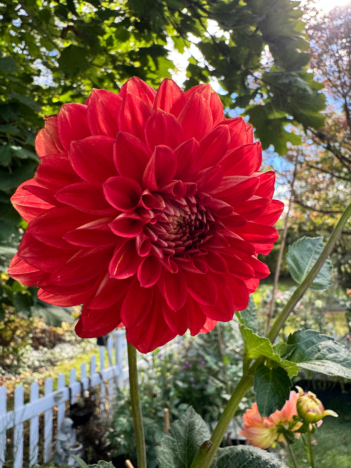 Babylon Red
