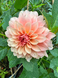 RM Peachy Pink