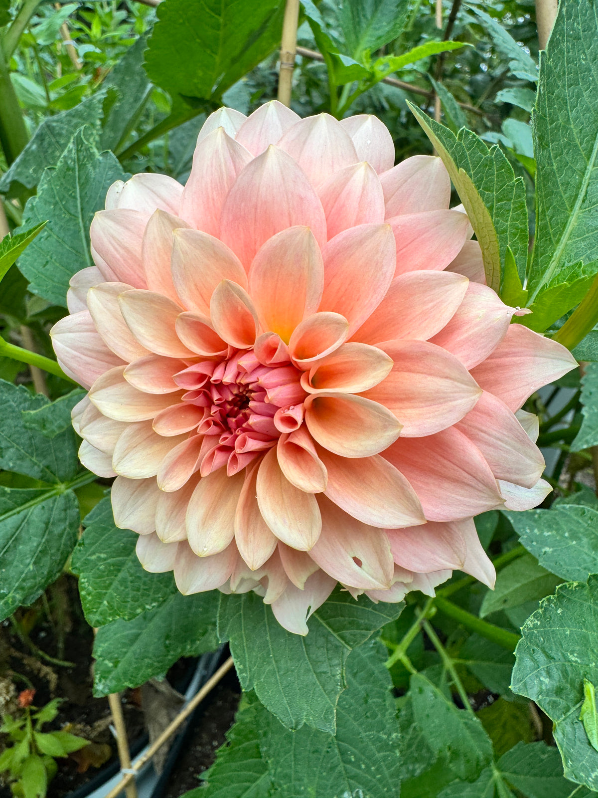 RM Peachy Pink