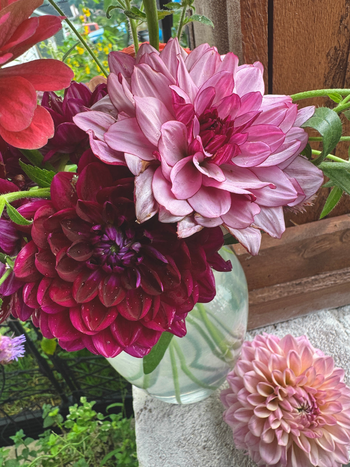 Sandia Bertha