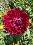 Sandia Bertha