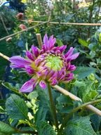 Sandia Melody