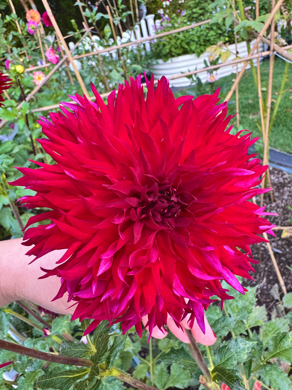 Ron's Dark Ember