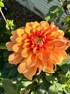 RM Summer Solstice