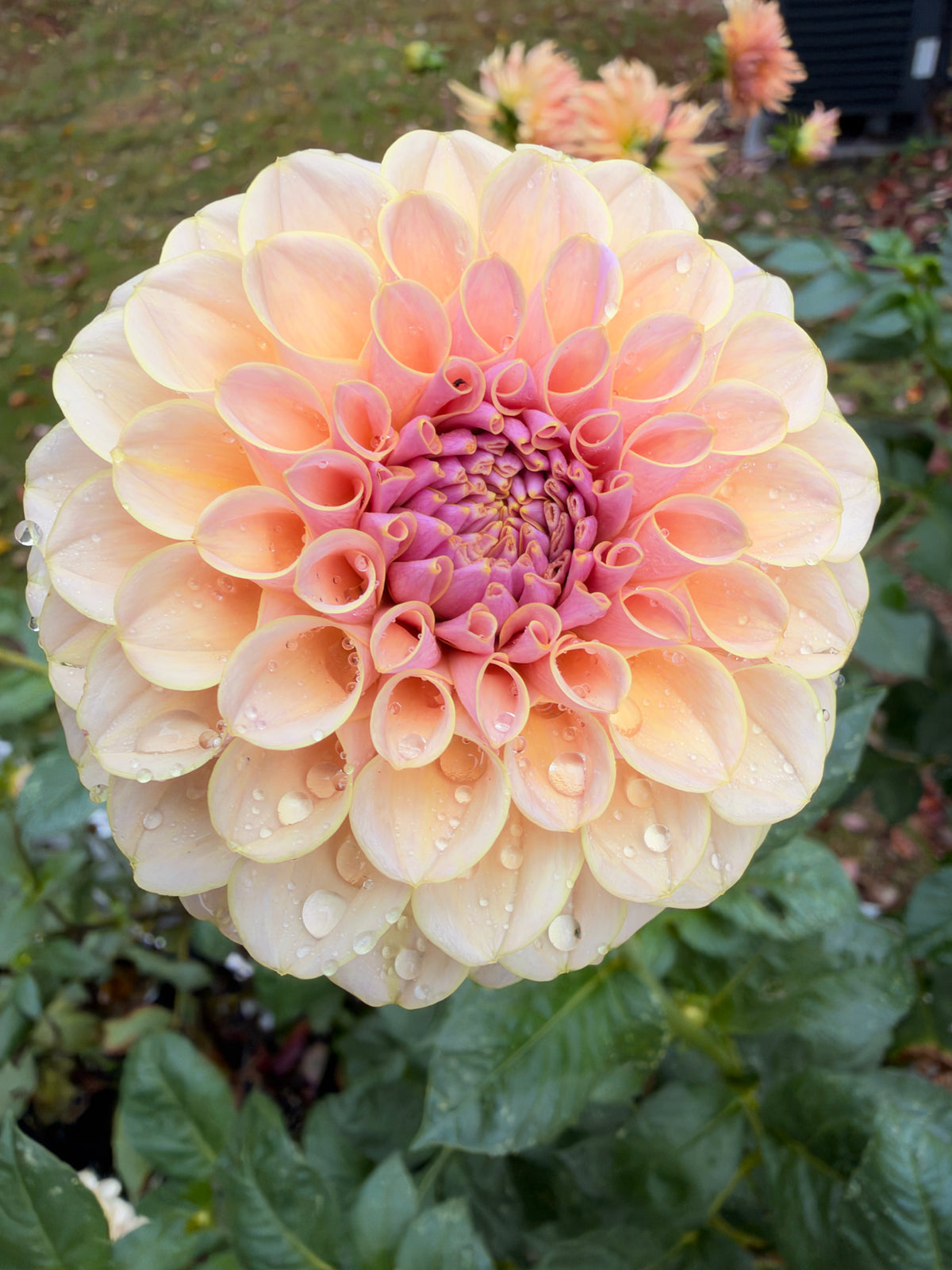 KA’s® Cinder Rose