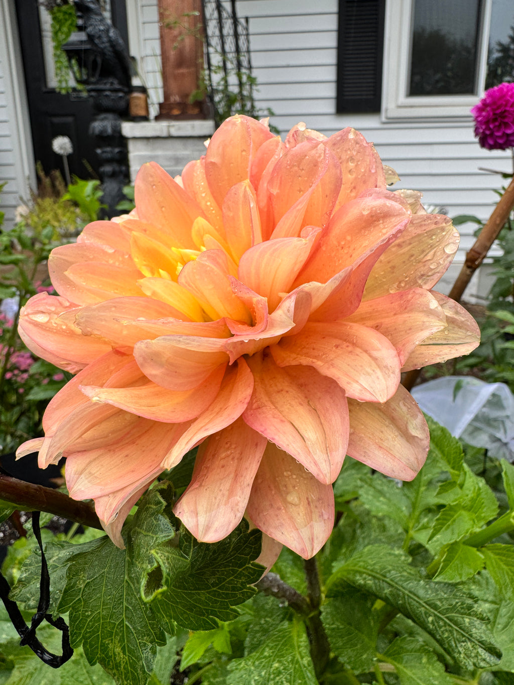 Peaches And Dreams