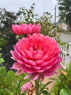 Hollyhill Daydream