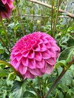KA’s® Keltie Rose