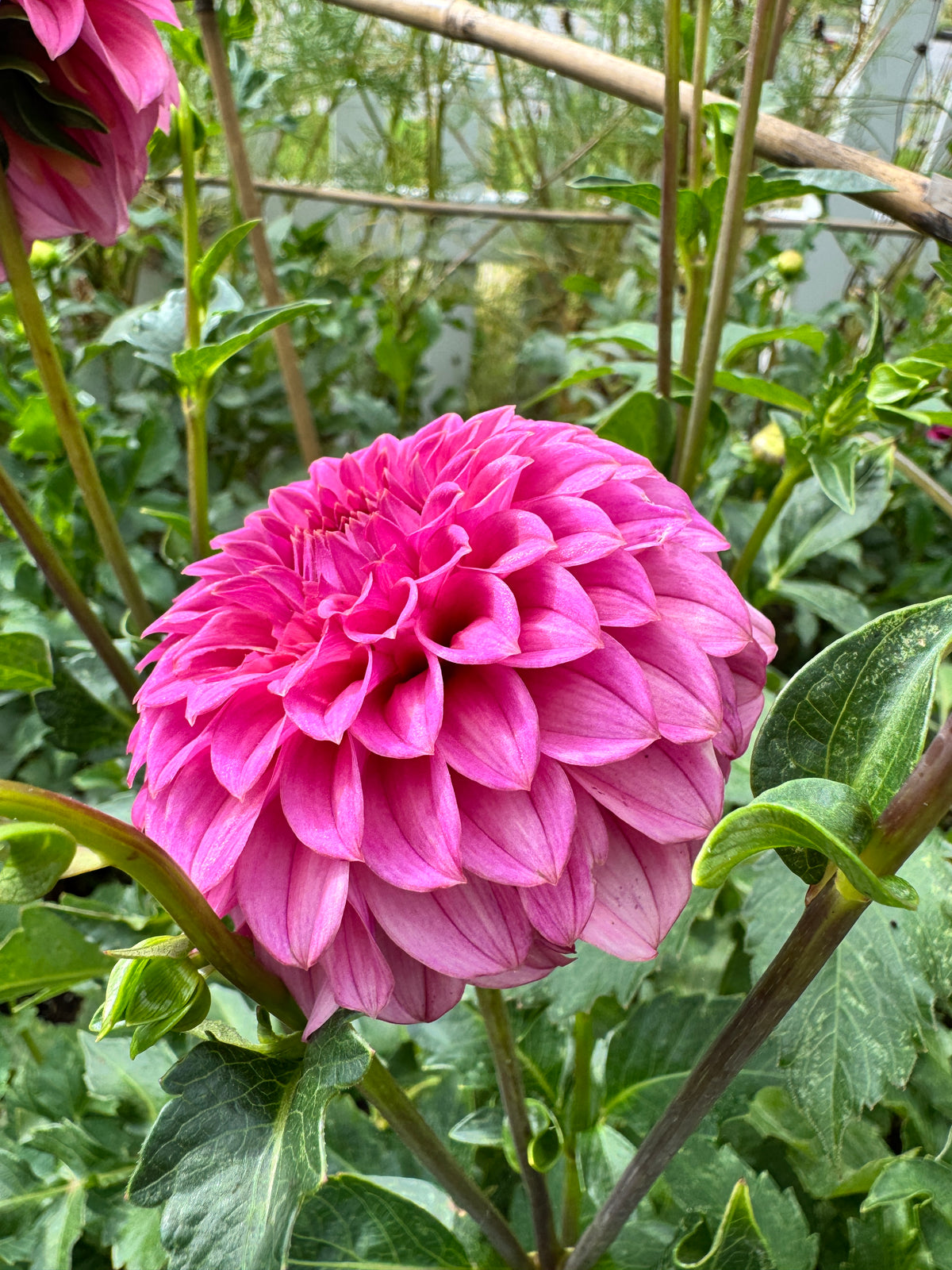 KA’s® Keltie Rose