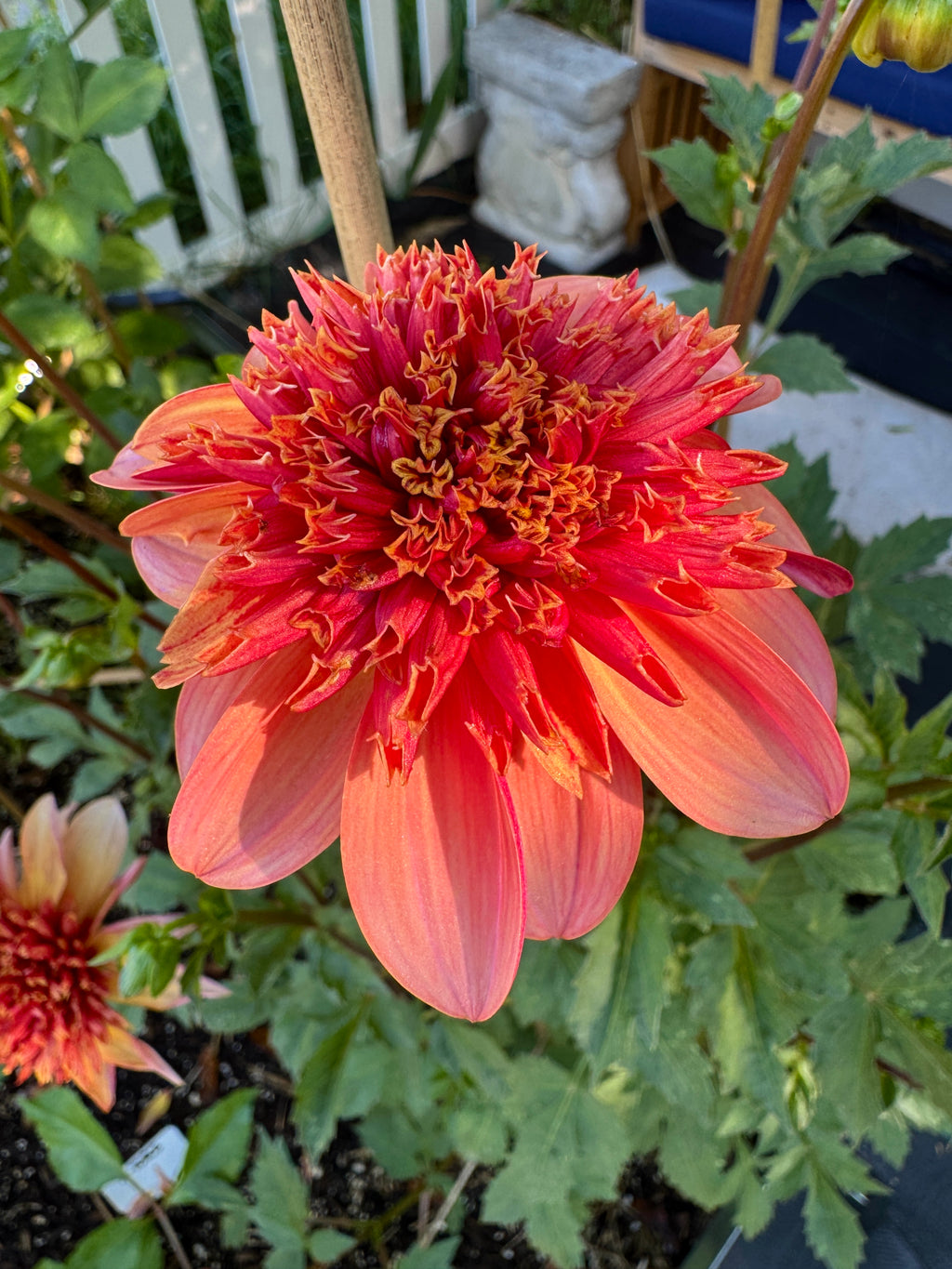 Totally Tangerine