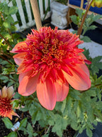 Totally Tangerine