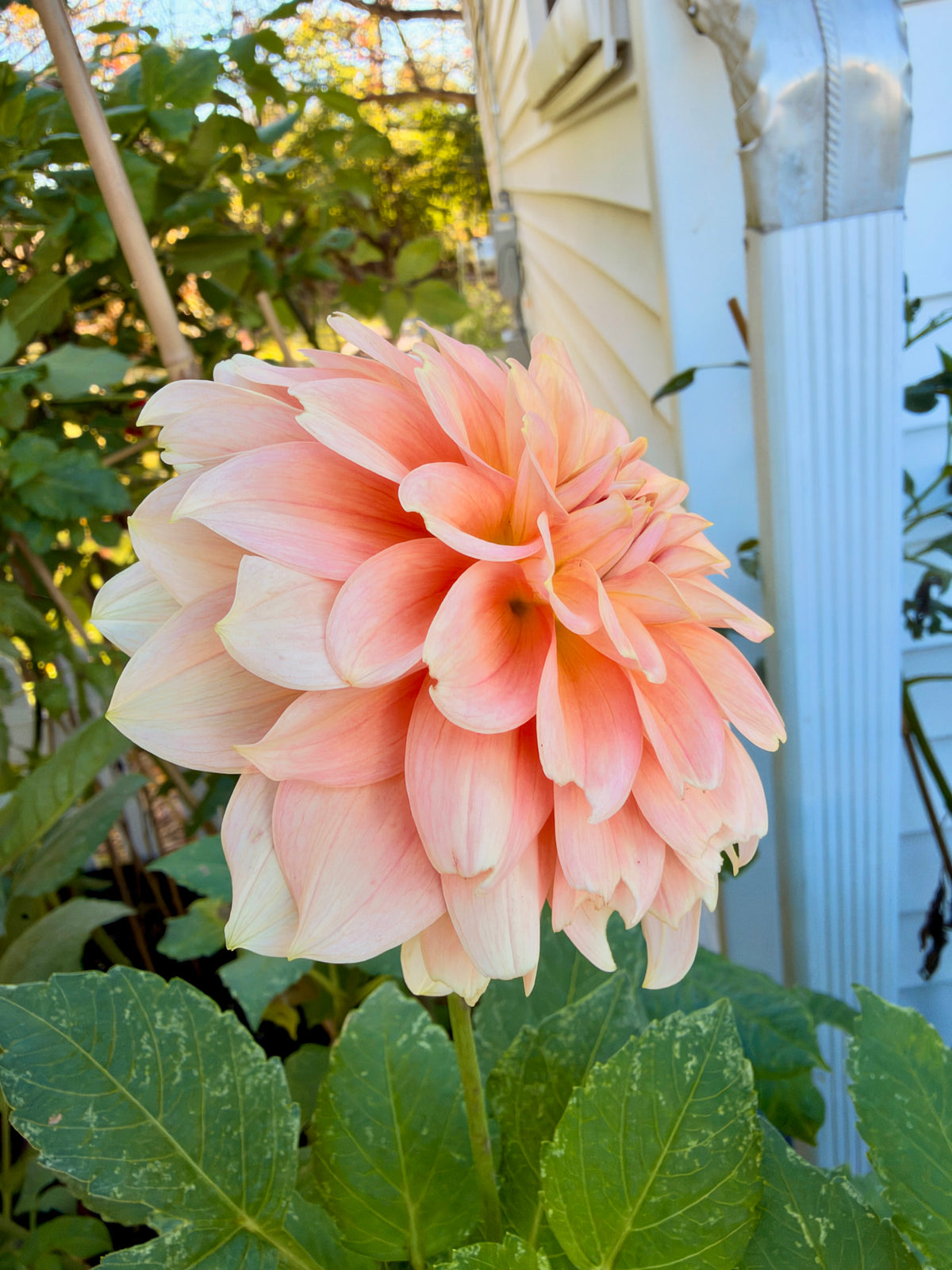RM Peachy Pink