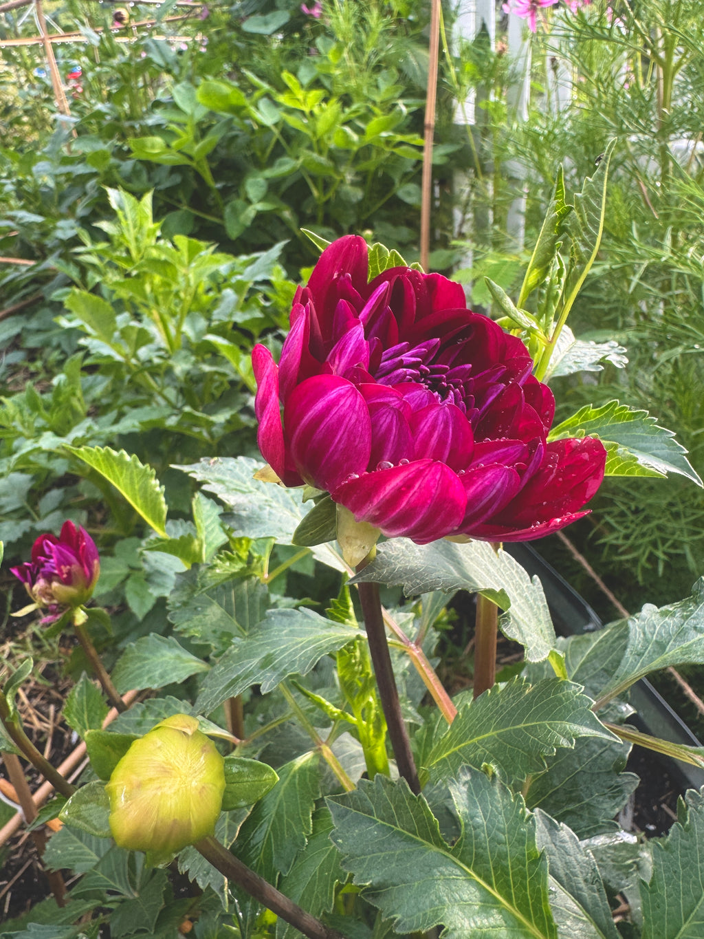 Sandia Bertha