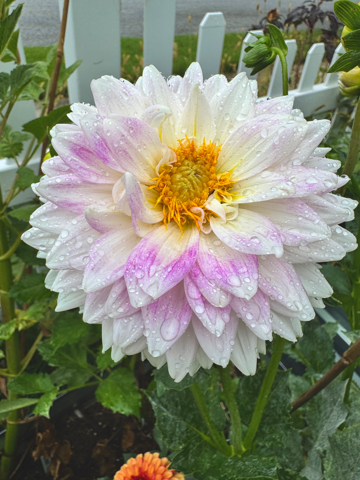 BJ's Dusty Rose