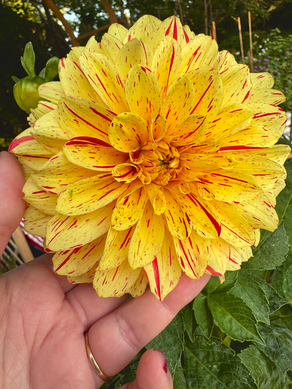 Gloriosa