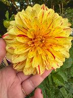 Gloriosa