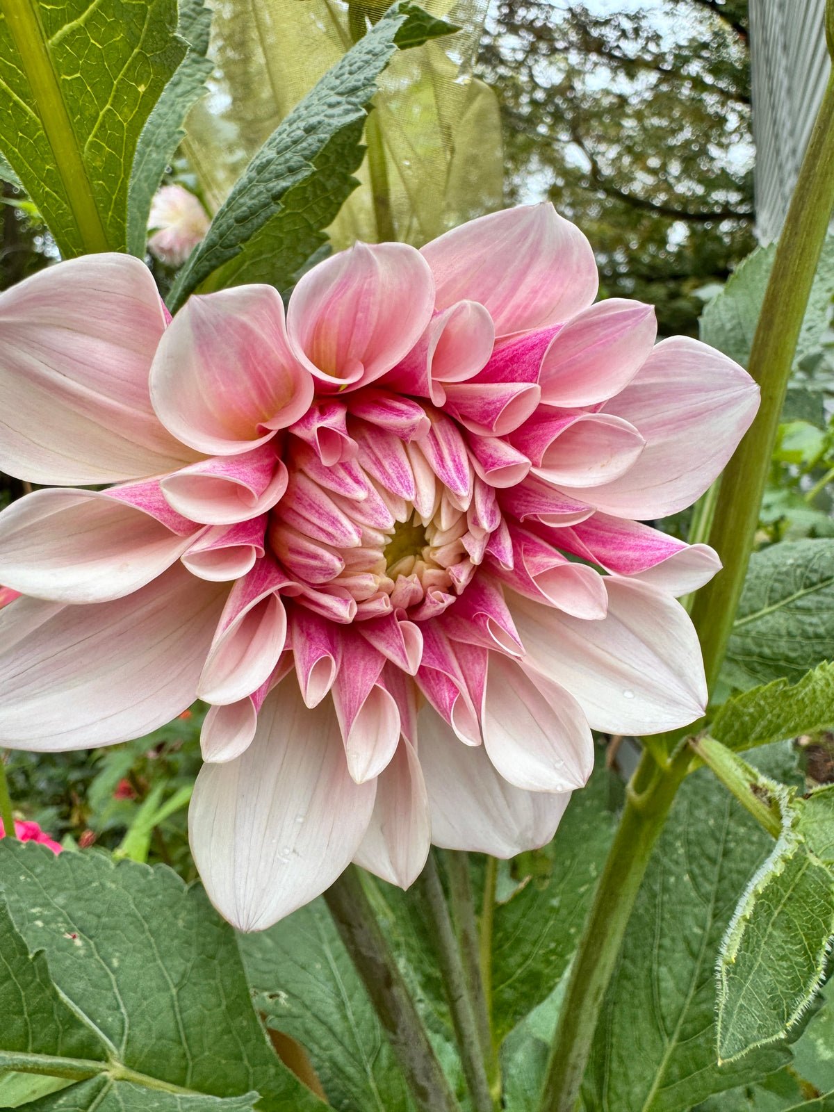 Florelie Antique