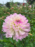 Sandia Melody