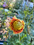 Amber Queen