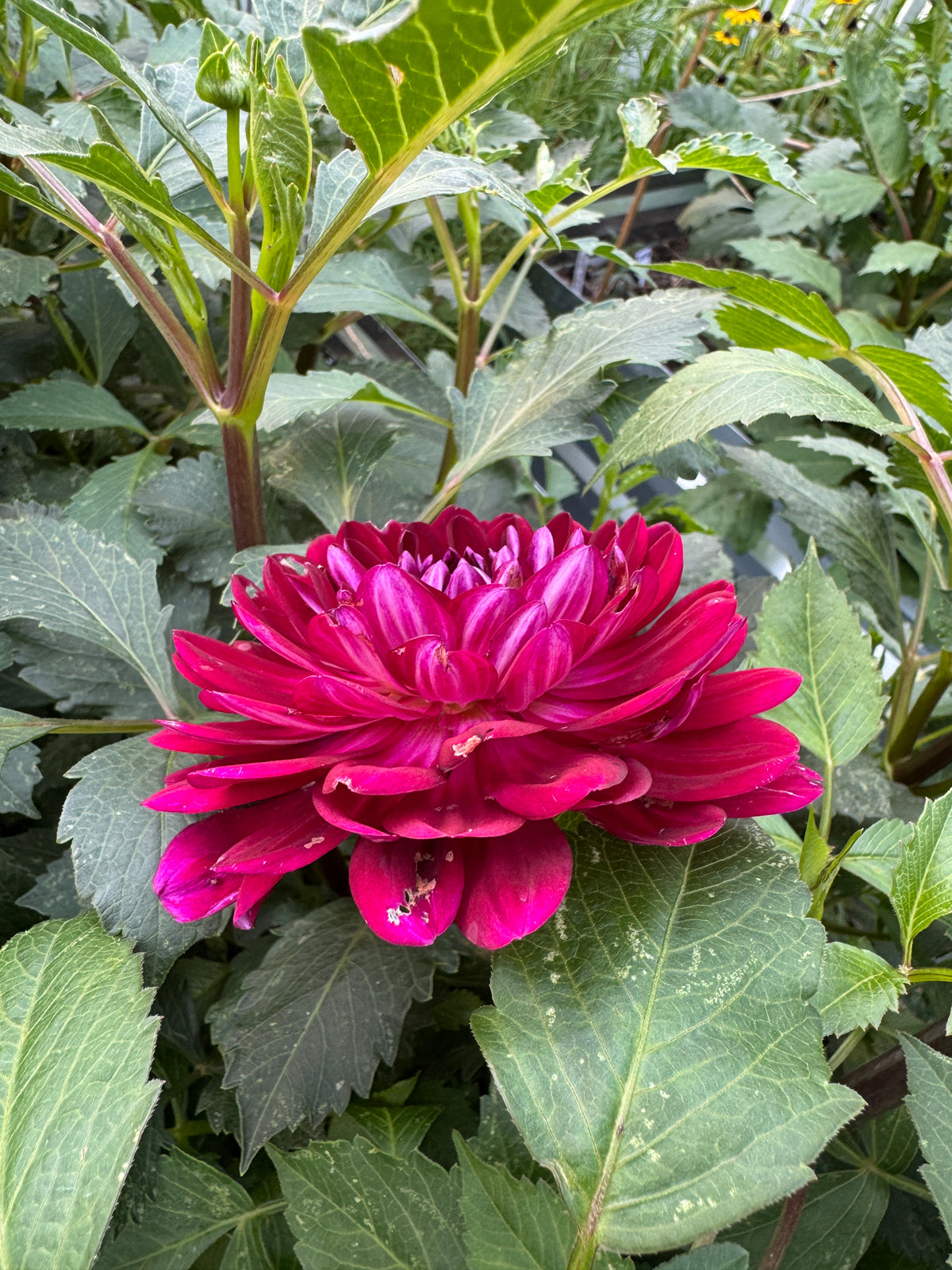 Sandia Bertha