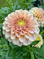 KA’s® Cinder Rose