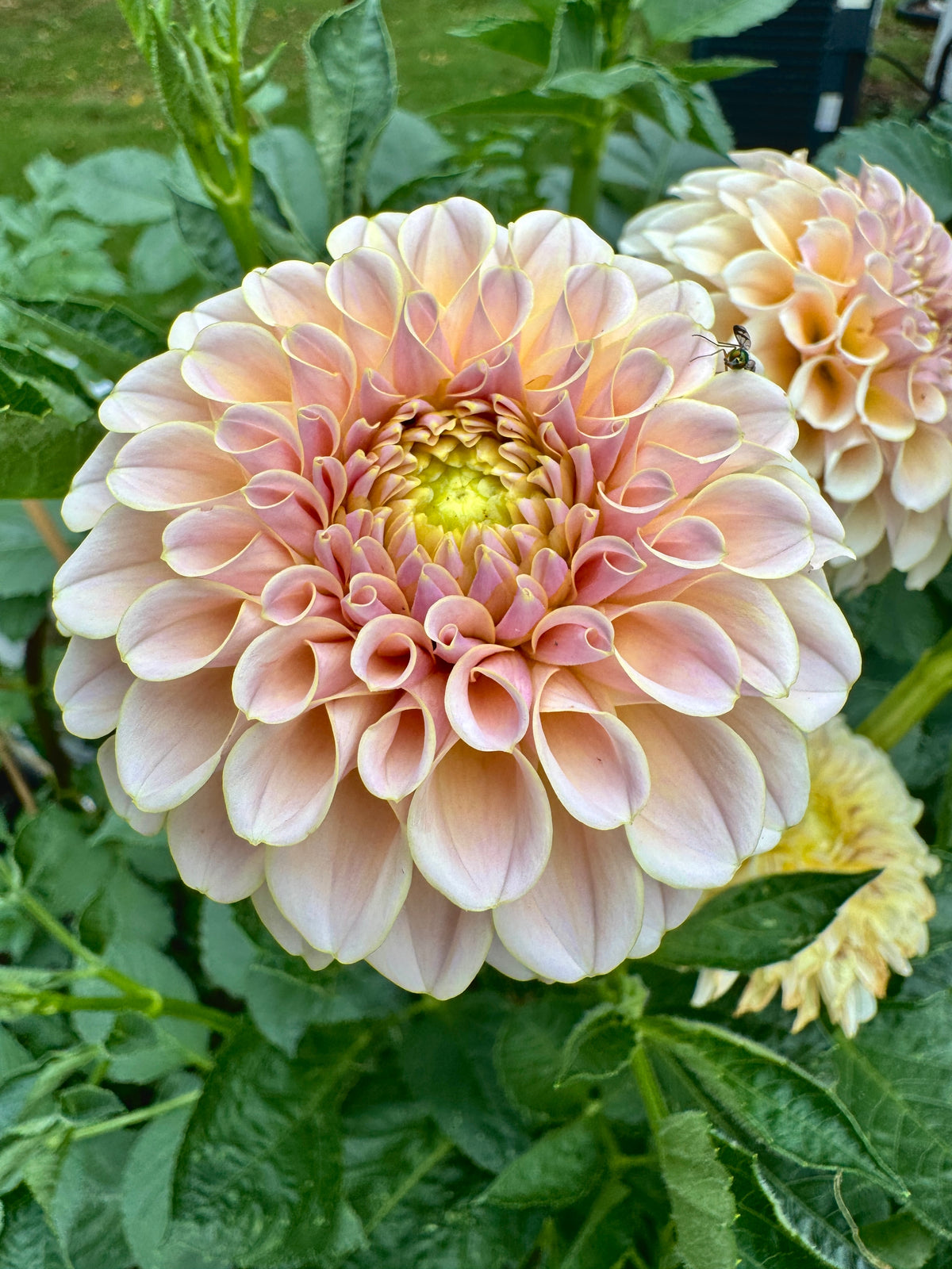 KA’s® Cinder Rose
