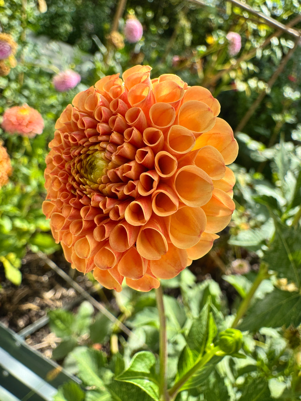 Amber Queen